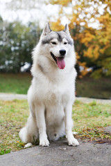 Siberian husky in the grass