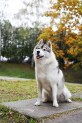 Siberian husky in the grass