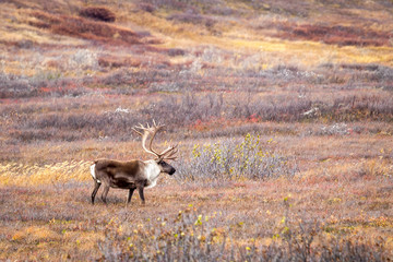 Denali caribou © Scott