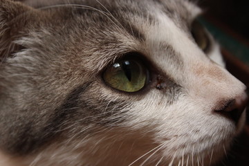 Gato pardo de ojos verdes