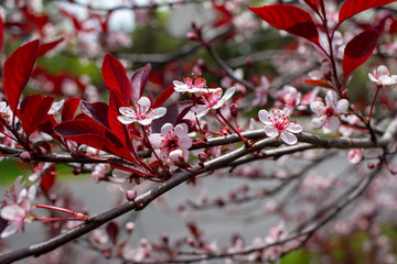 Cherry white blossoms showcase a blooming purple leaf sand cherry bush (prunus pumila) with defocused background
