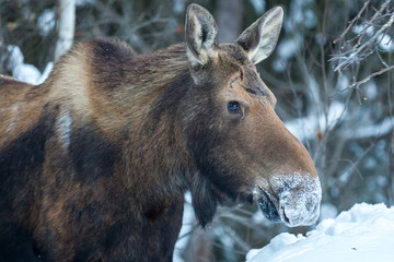 Fototapeta premium Moose in the snow