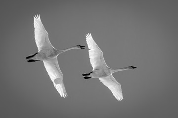 Spring swans