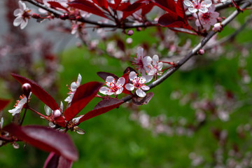 Cherry white blossoms showcase a blooming purple leaf sand cherry bush (prunus pumila) with defocused background