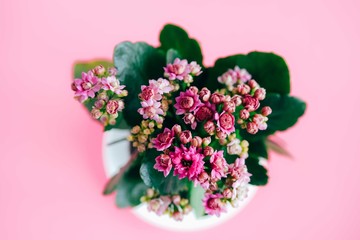 Pink kalanchoe flower