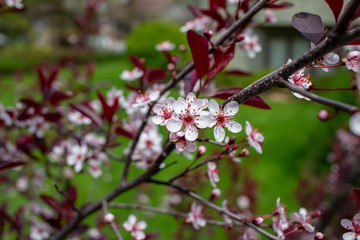 Cherry white blossoms showcase a blooming purple leaf sand cherry bush (prunus pumila) with defocused background