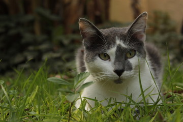 
gato entre la hierba del jardín