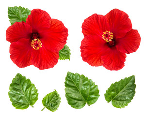 Hibiscus flower head green leaves isolated white background