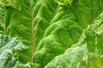 Closeup of a green Gunnera Tinctoria leaf as a nature background
