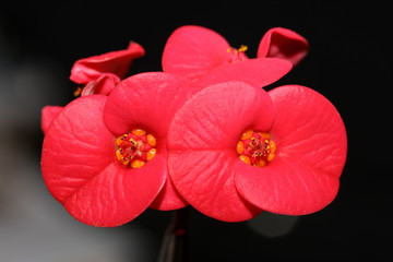 Red flower macro modern background euphorbia milii family euphorbiaceae high quality prins