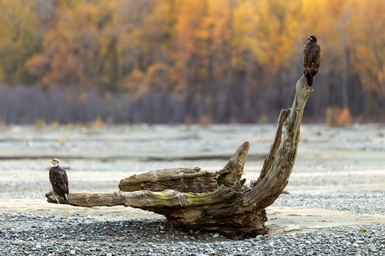 Eagles on flotsam.