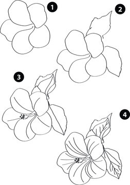 Drawing learn step by step tutorial techniques plants set with vegetables fruits flowers trees vegetation for kids workbook isolated background. Vector illustration flower