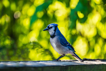 Blue Jay Bird on Porch