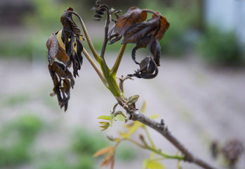 Frozen young leaves of plants after spring frosts.