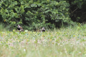 Birds, Nature ,Water, Landscape, Sea
