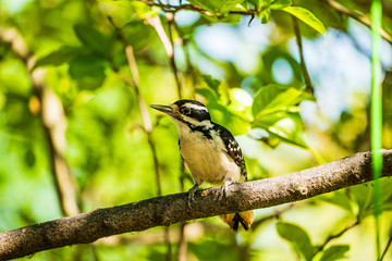 Downy Woodpecker on a branch