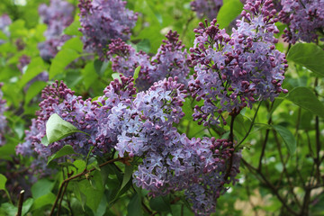 Lilac flower blossom in spring close-up