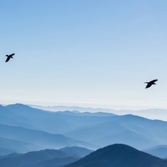 birds in the sky over the mountains