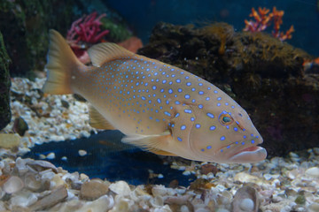 Colorful aquarium, showing different colorful fishes swimming