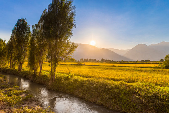 Vista al atardecer de arrozales en Chancharay, Arequipa, Per&uacute;
