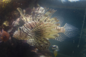 Colorful aquarium, showing different colorful fishes swimming