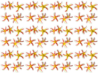 Flowers pattern texture. Floral pattern. Pattern of flowers.