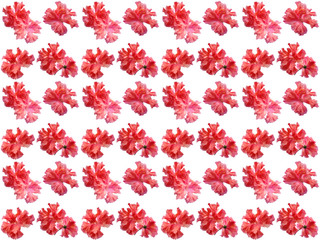 Flowers pattern texture. Floral pattern. Pattern of flowers.