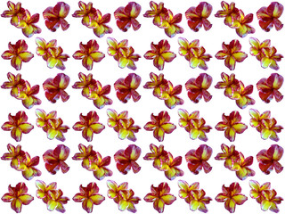 Flowers pattern texture. Floral pattern. Pattern of flowers.