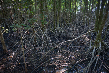 Root of the mangrove trees in mangrove forest.