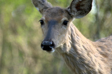White-tailed Deer - Ontario, Canada