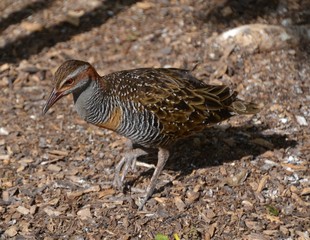 Buff banded rail bird in wild
