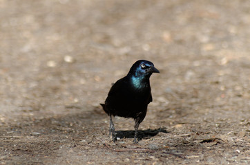 A Common Grackle
