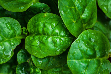 green spinach leaf with raindrops