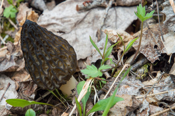 Wild Black Morels edible mushrooms on forest floor