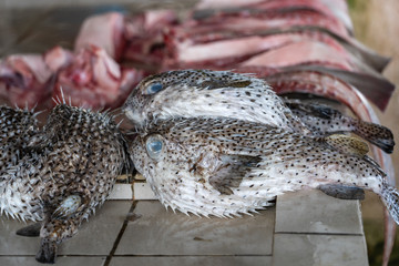 Blowfish or pufferfish or balloonfish or globefish for sell at the street food market in Kota Kinabalu, Malaysia, close up seafood