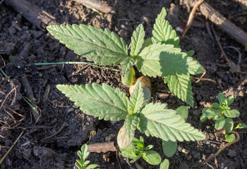 Small green sprout marijuana medicinal