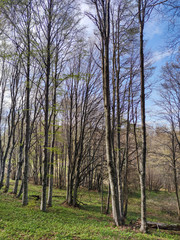 Spring landscape of Vitosha Mountain, Bulgaria