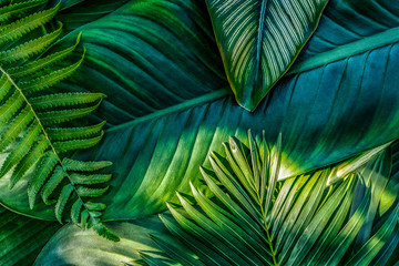 Monstera green leaves or Monstera Deliciosa in dark tones, background or green leafy tropical pine forest patterns for creative design elements. Philodendron monstera textures © eakarat