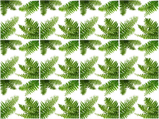 Foliage pattern. Pattern of leaves. Leaf pattern texture.