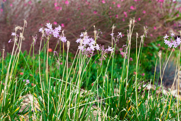 Colorful Live Romantic Flora Flowers and Leaves