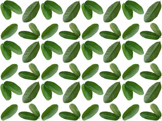 Foliage pattern. Pattern of leaves. Leaf pattern texture.