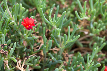 Colorful Live Romantic Flora Flowers and Leaves