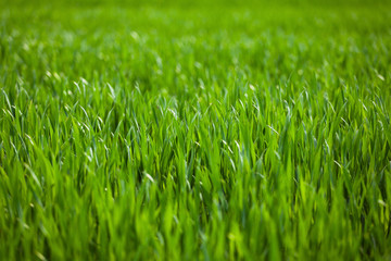 green grass in the wind growing at agriculture field texture, summer ecology food farm background