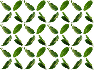 Foliage pattern. Pattern of leaves. Leaf pattern texture.