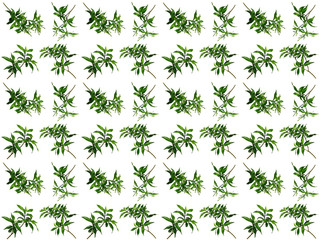 Foliage pattern. Pattern of leaves. Leaf pattern texture.