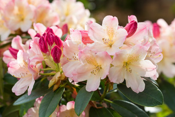Red and pink flowering rhododendron, in late spring, England, United Kingdom