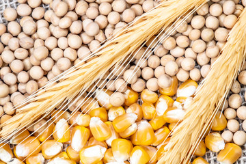 soybean, wheat and corn seeds in Brazil