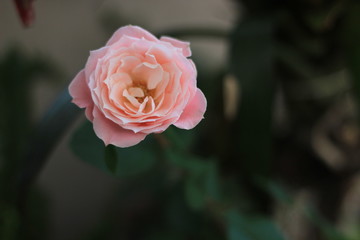 pink rose and garden background