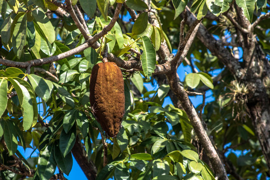 Bedbugs attack the Monguba fruit (aquatic Pachira) also known as wild cocoa
