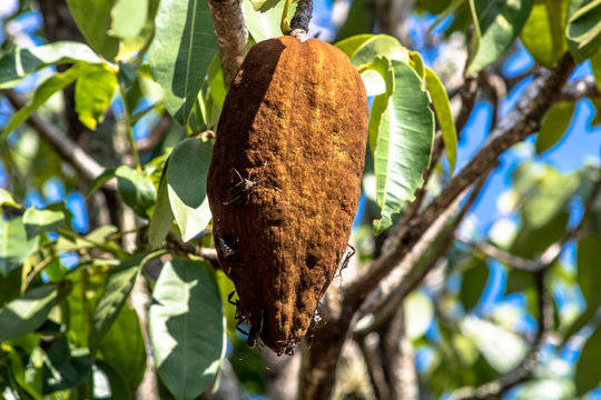 Bedbugs attack the Monguba fruit (aquatic Pachira) also known as wild cocoa